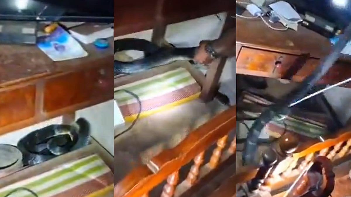 അതിരപ്പിള്ളിയിൽ വീടിന്റെ ടിവി സ്റ്റാന്റിനടിയിൽ കൂറ്റൻ രാജവെമ്പാല; സാഹസികമായി പിടികൂടി: വിഡിയോ
